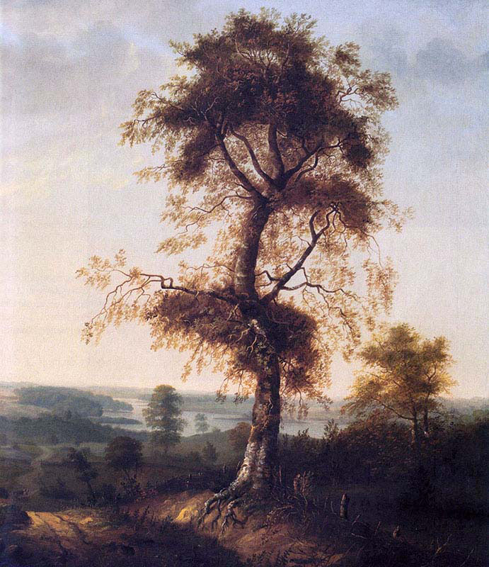 Birch in Autumn Landscapes